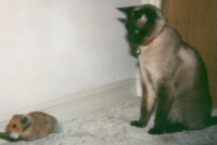 Charly and Emo (the Hamster) They got along well.. until Charly got hungery! <JK!>